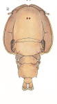 Pandarus bicolor