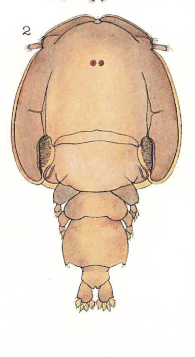 Pandarus bicolor