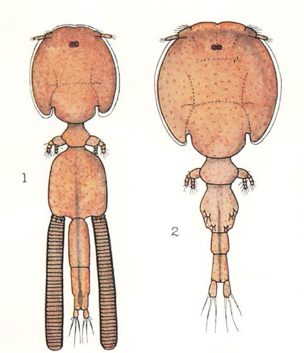 Trebius caudatus