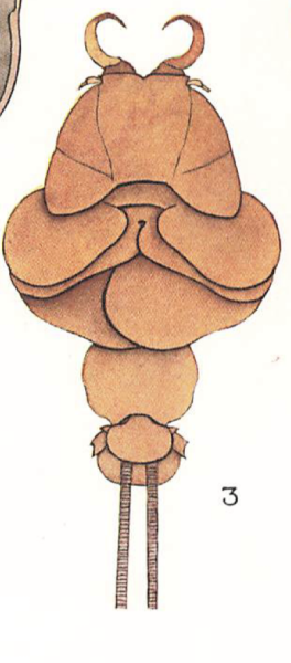 Phyllothyreus cornutus