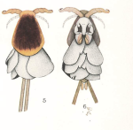 Anthosoma crassum