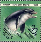 Tursiops truncatus