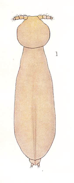 Hatschekia cluthae