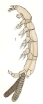 Eudactylina acuta