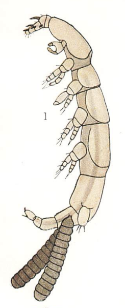 Eudactylina acuta