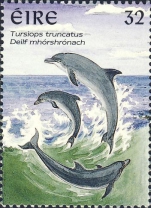 Tursiops truncatus