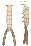 Eudactylina acanthii 