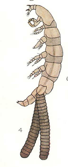 Eudactylina similis
