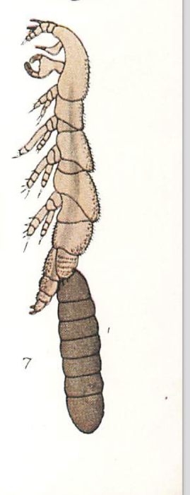 Eudactylina minuta