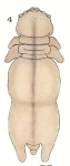 Chondracanthus depressus
