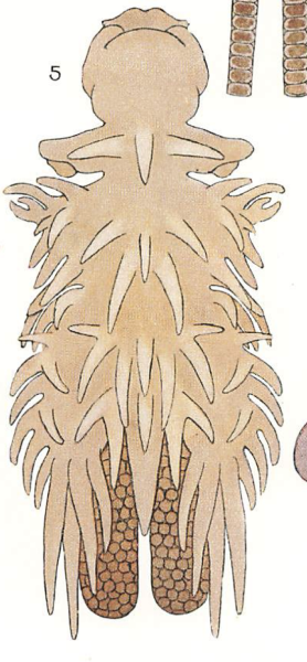 Chondracanthus zei