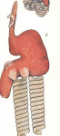 Haemobaphes cyclopterina