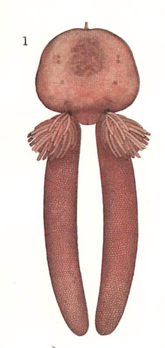Rebelula edwardsi