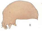 Brachiella rostrata