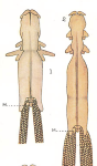 Chondracanthus cornutus