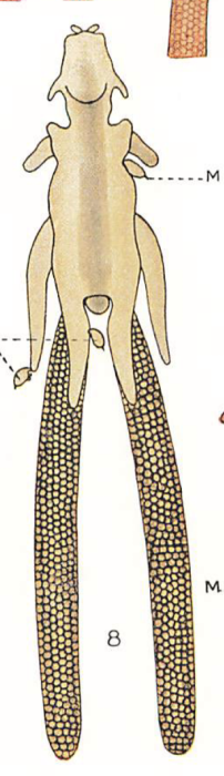 Chondracanthus merluccii
