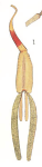 Tripaphylus musteli 
