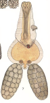 Brachiella lophii 