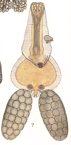 Brachiella lophii 