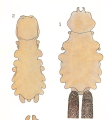 Chondracanthus nodosus