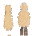 Chondracanthus nodosus