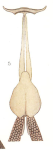 Charopinus dubius
