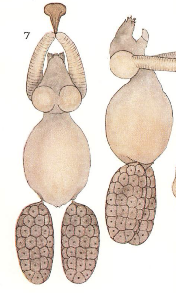 Achtheres percarum