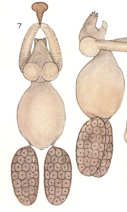Achtheres percarum