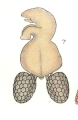 Brachiella ovalis