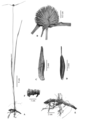Cyperus absconditicoronatus illustration