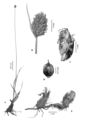 Cyperus unispicatus illustration
