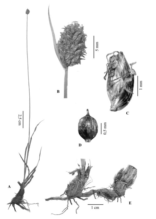 Cyperus unispicatus illustration