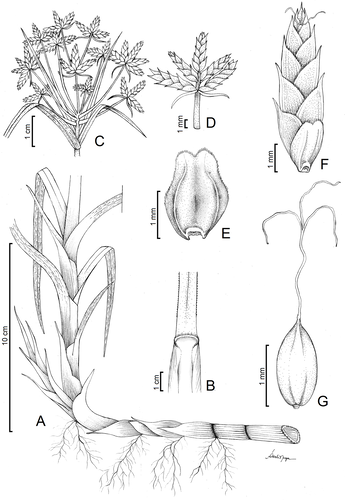 Cyperus prophyllatus illustration
