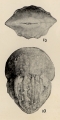 Lingulina paucicostata Chang, 1956