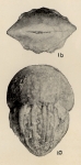 Lingulina paucicostata Chang, 1956
