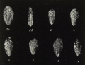Bolivina fastigia var. miocenica Gianotti, 1953