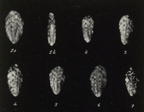 Bolivina fastigia var. miocenica Gianotti, 1953