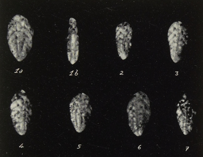 Bolivina fastigia var. miocenica Gianotti, 1953