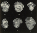 Ehrenbergina dinapolii Gianotti, 1953