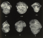 Ehrenbergina dinapolii Gianotti, 1953