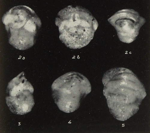 Ehrenbergina dinapolii Gianotti, 1953