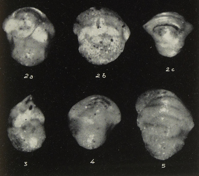 Ehrenbergina dinapolii Gianotti, 1953