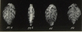 Bolivinoides miocenicus Gianotti, 1953