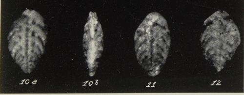 Bolivinoides miocenicus Gianotti, 1953