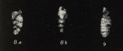 Reussella parallela Gianotti, 1953