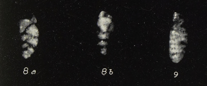 Reussella parallela Gianotti, 1953