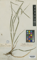 Lectotype of Carex lepida Boott (K000584629)