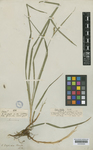 Lectotype of Carex lepida Boott (K000584629)