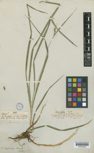 Lectotype of Carex lepida Boott (K000584629)