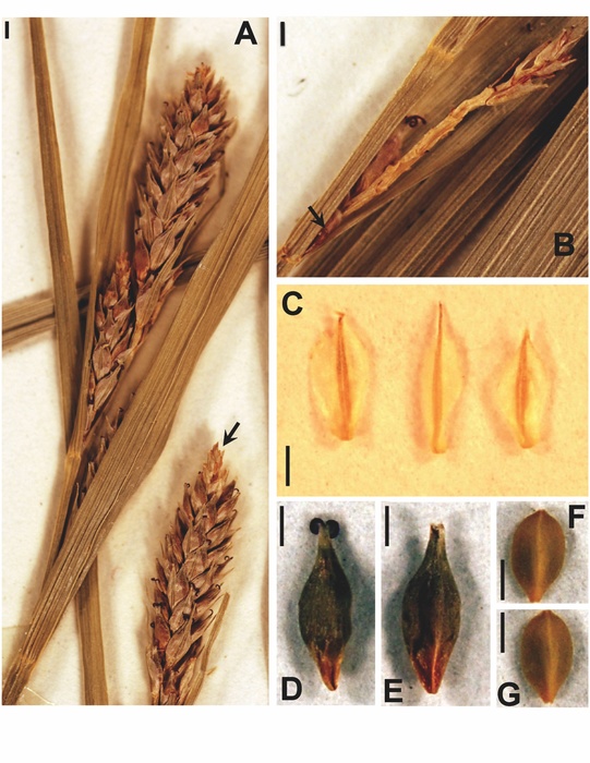 Detailed pictures of the holotype (A; NY herbarium) and isotype (B–G; A herbarium) of Carex roalsoniana Jim.-Mejías &amp; M. Escudero. 